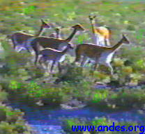 vicunas